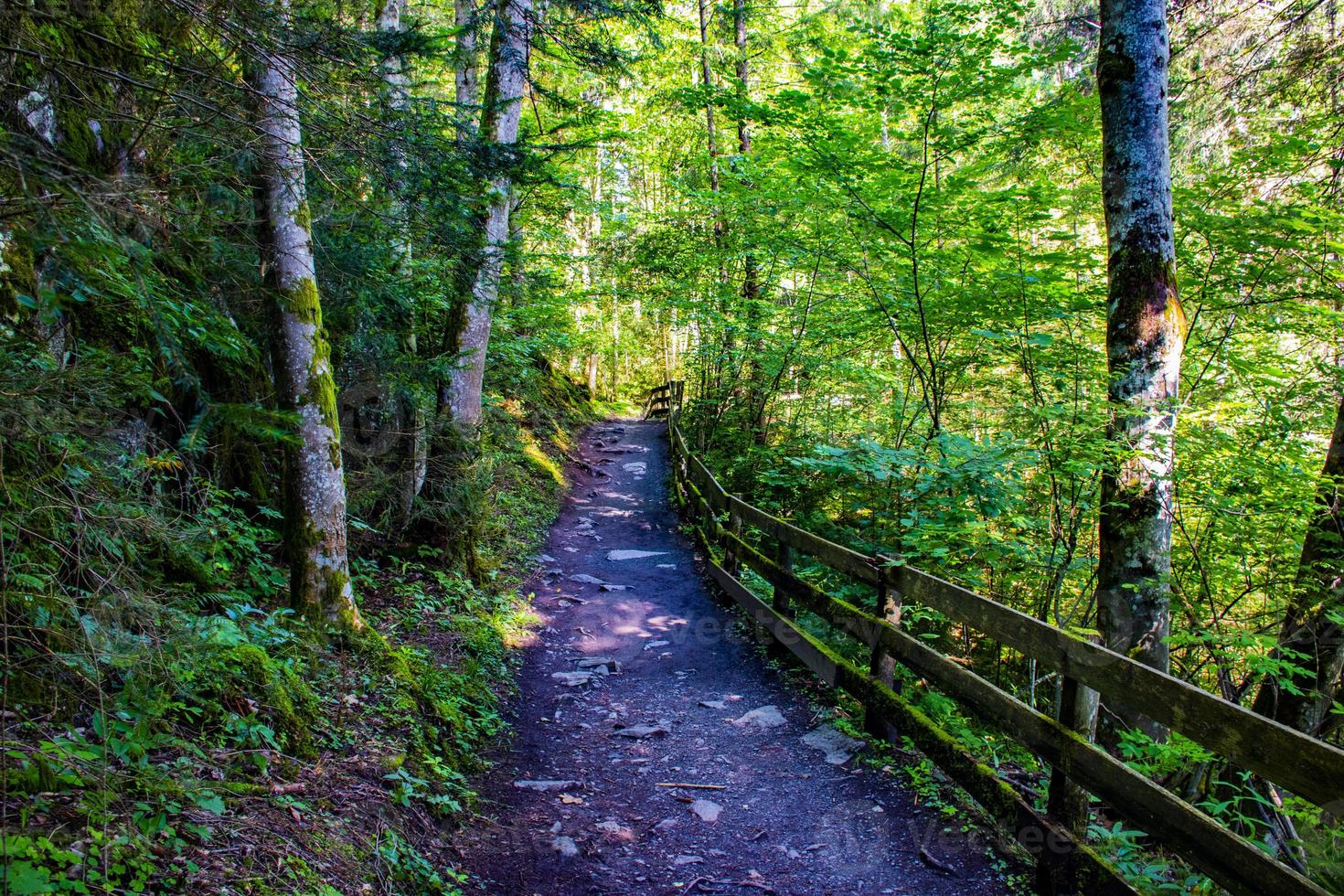 camino en el bosque del tirol foto