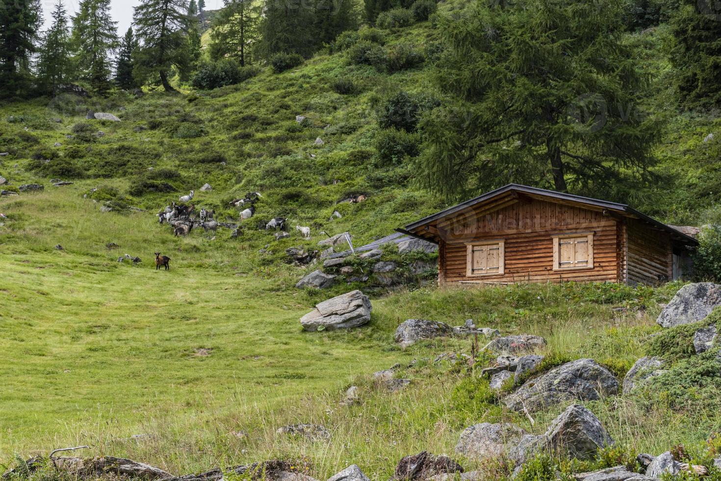 Mountain hut and forest photo