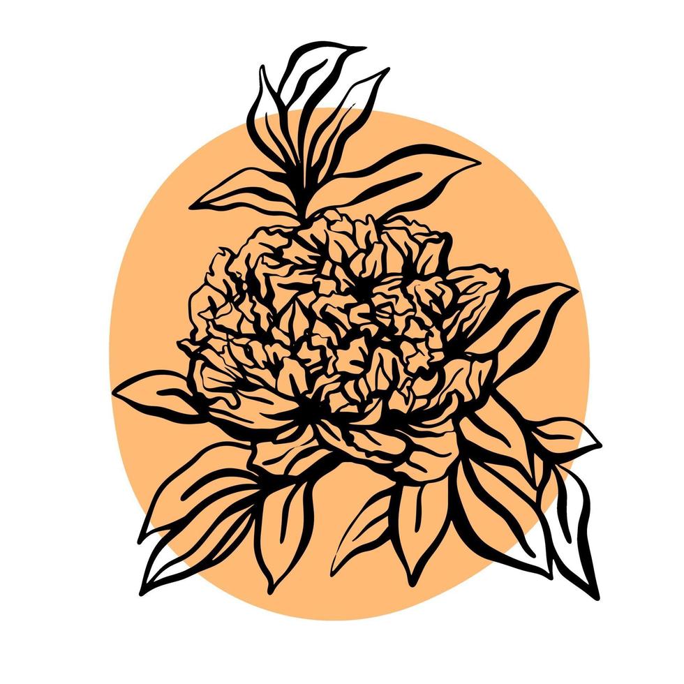 Peony flower hand drawn vector illustration. Minimalist modern illustration. Design of greeting cards, invitations, social networks