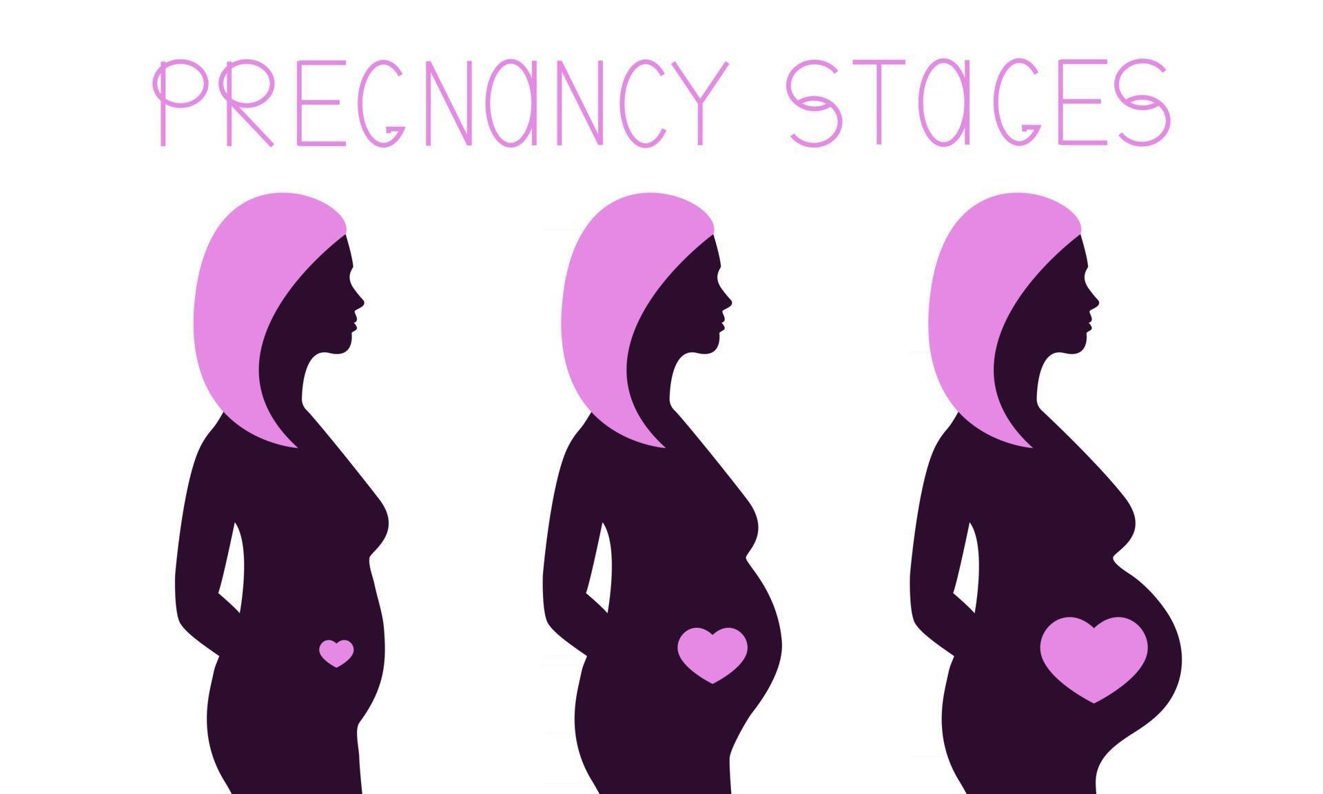 Pregnancy stages infographic Pregnant woman silhouette during 3
