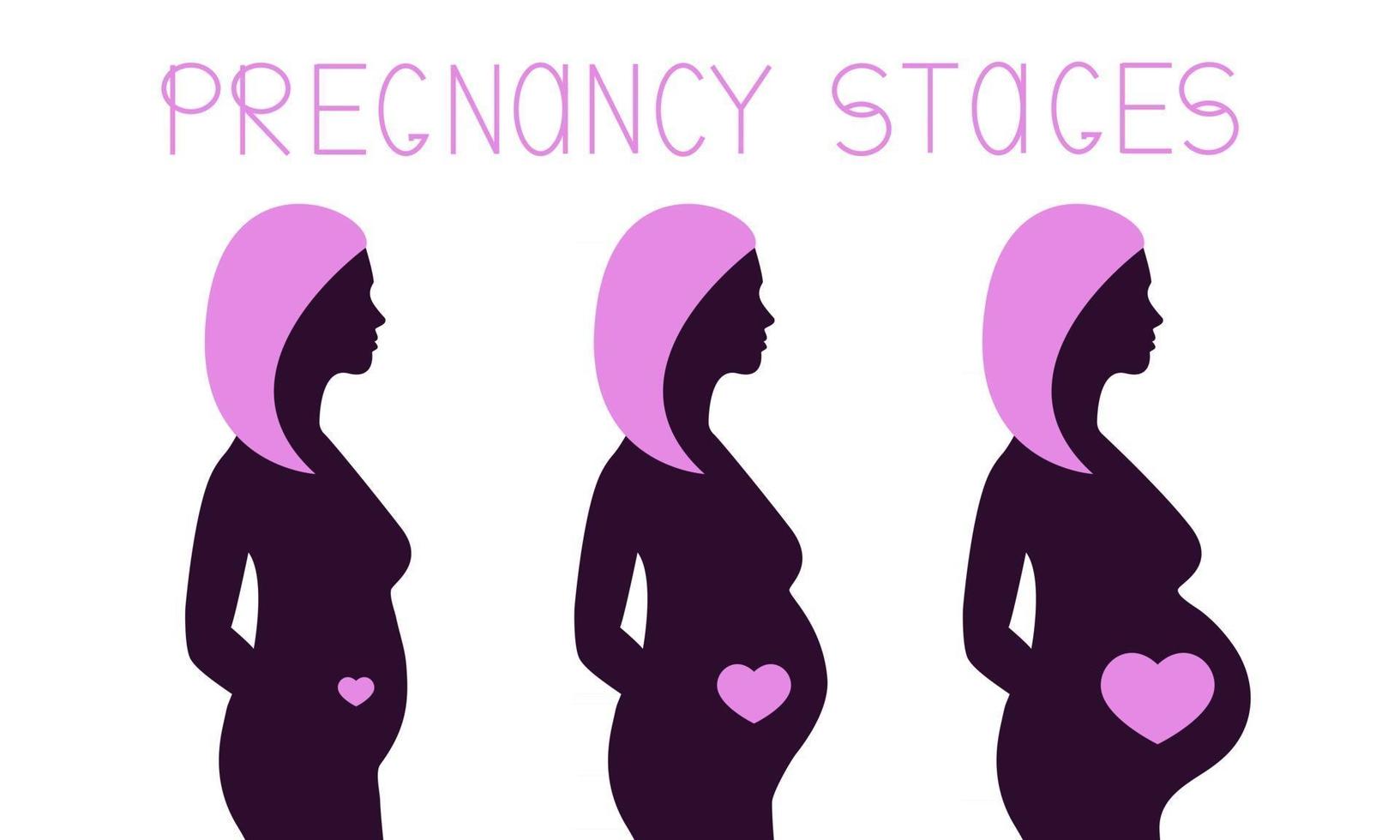 etapas de embarazo infografía silueta de mujer embarazada durante 3 trimestres cambios corporales femeninos y el vientre crece ilustración vectorial vector