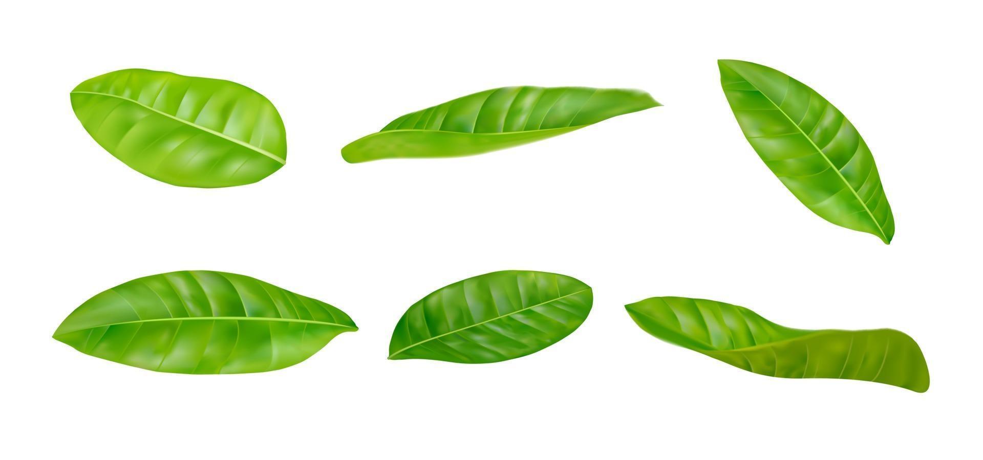 Realistic leaves set vector