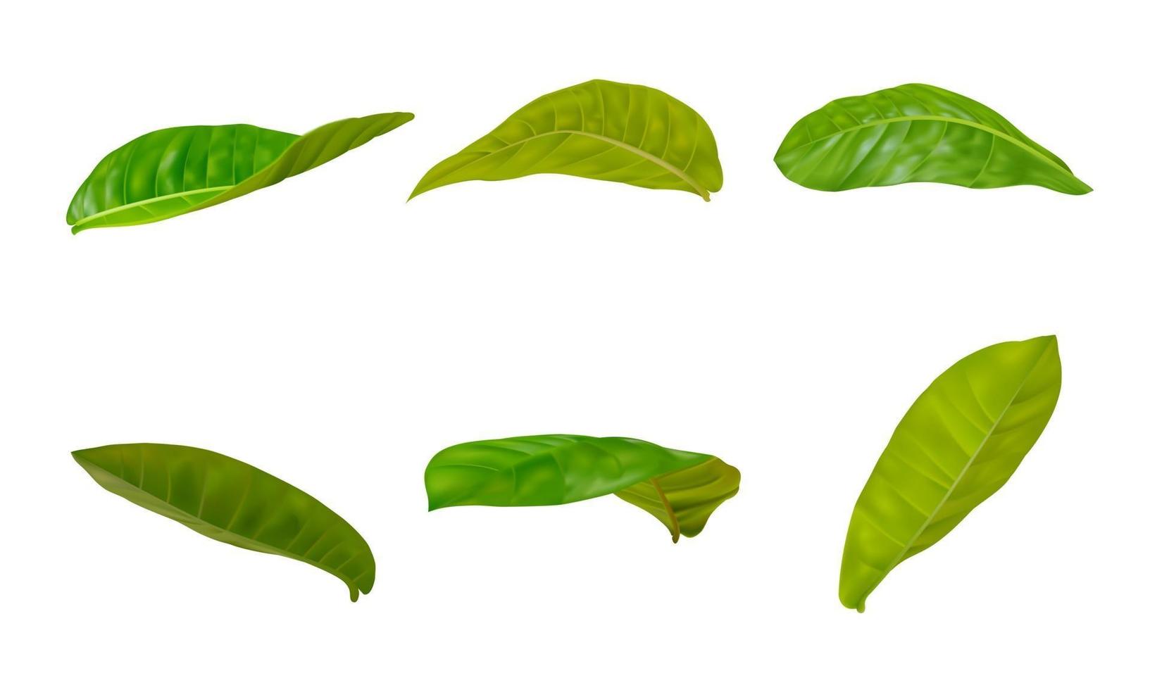 Realistic leaves set vector