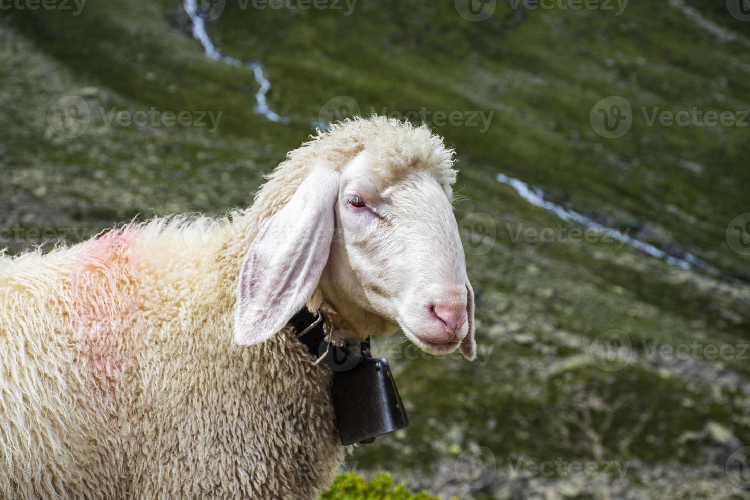 Sheep grazing in Tyrol photo