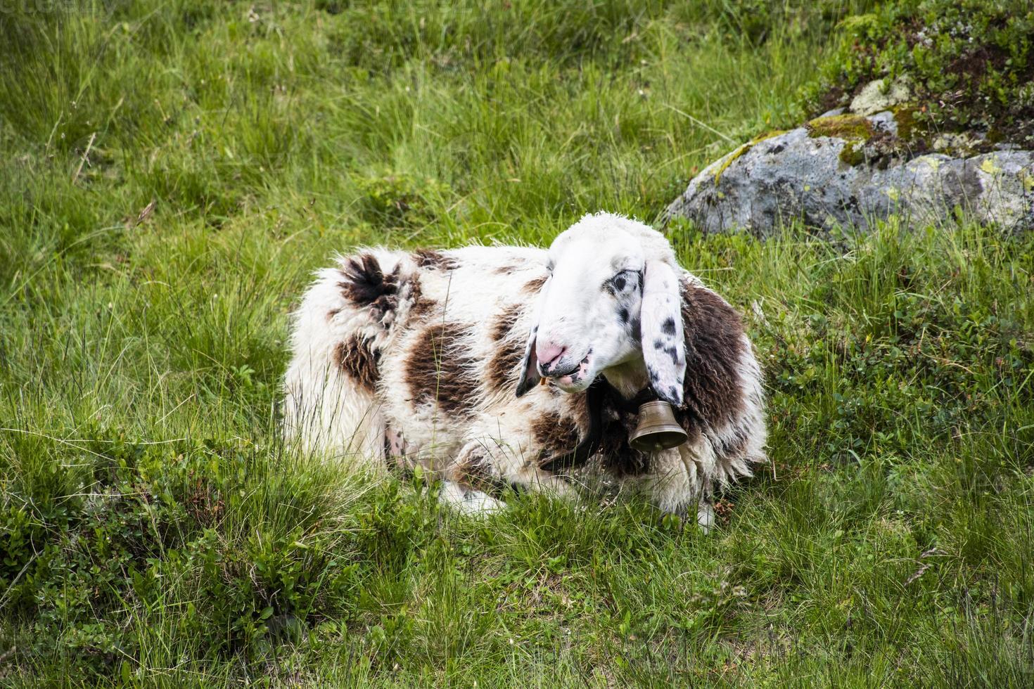 Sheep grazing in Tyrol photo