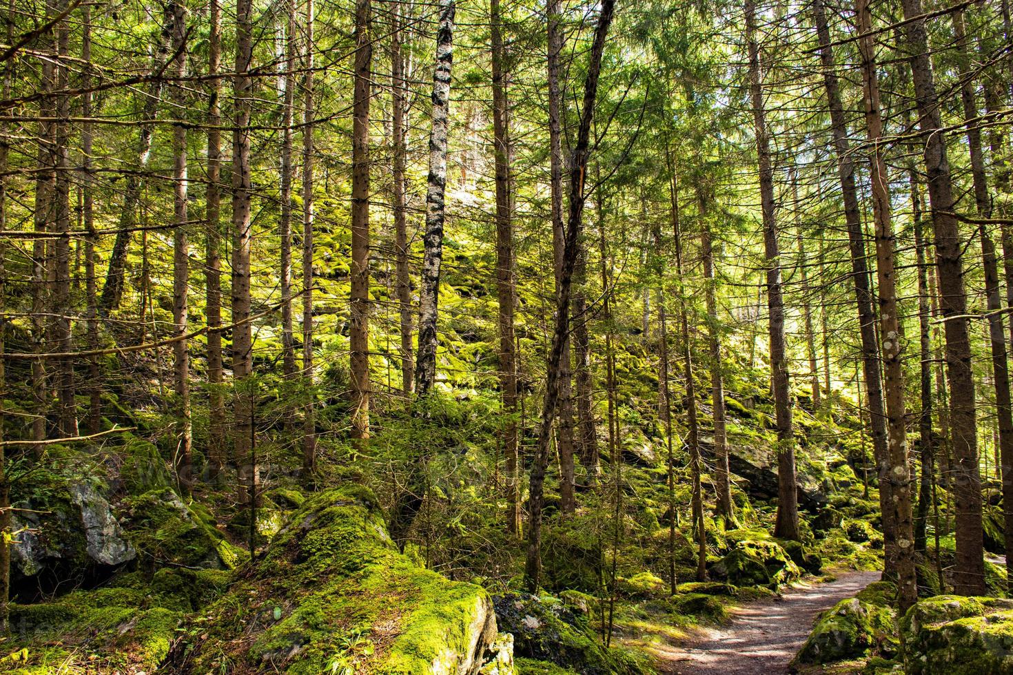 camino en el bosque del tirol foto