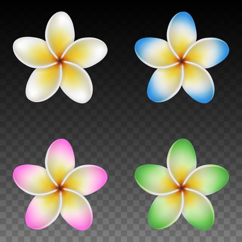 set of isolated colorful plumeria flowers vector