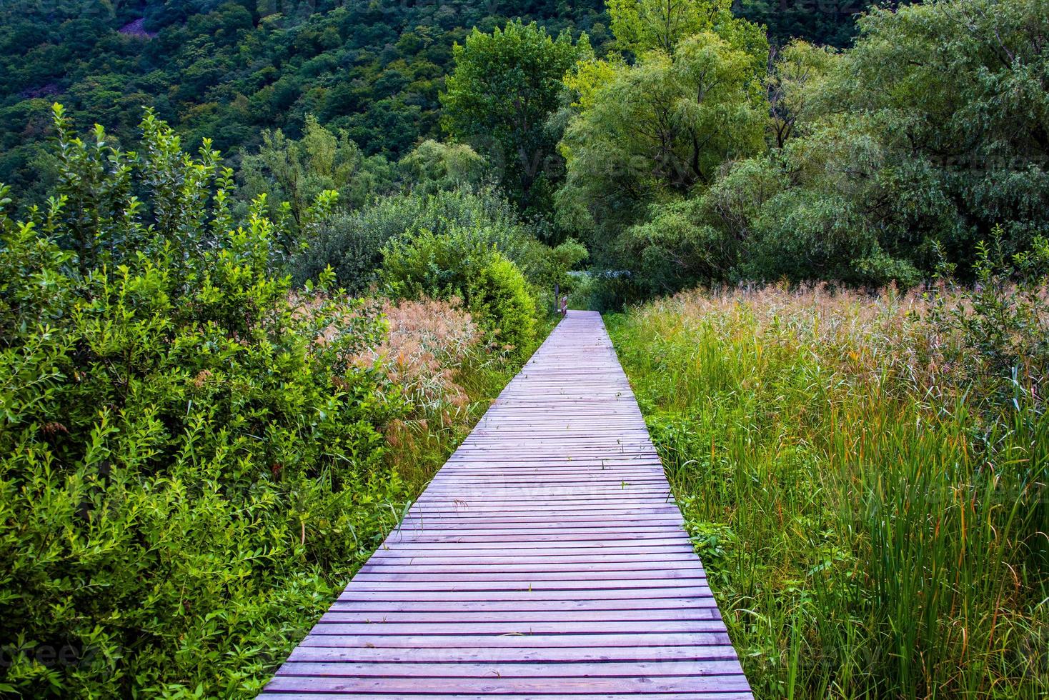 Walkway between the reeds photo