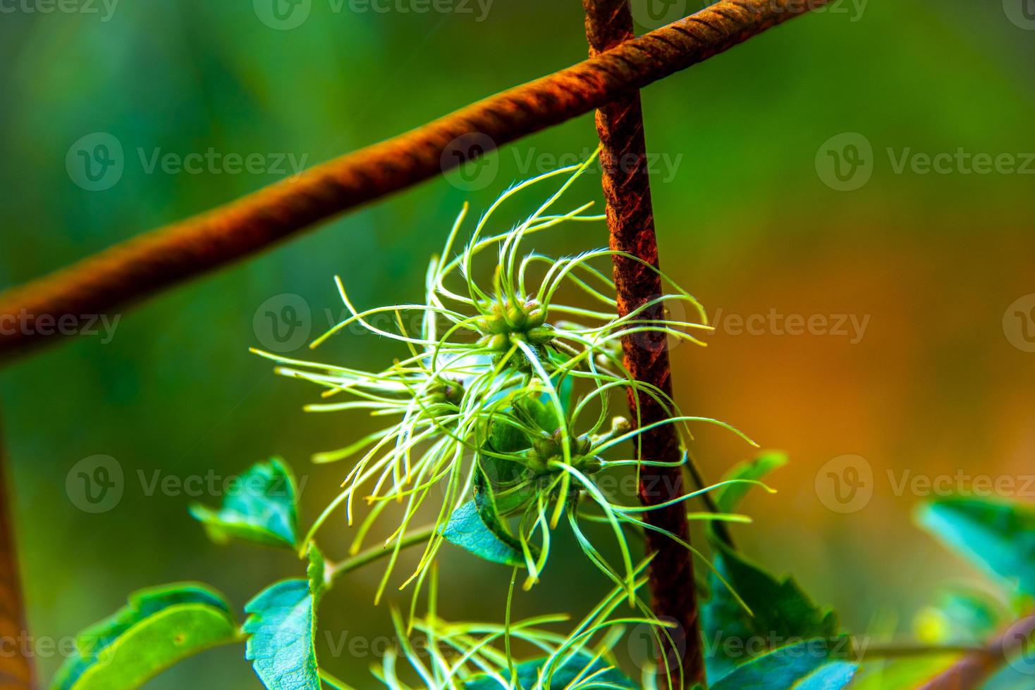 Clematis Vitalba at Genoa, Liguria, Italy photo