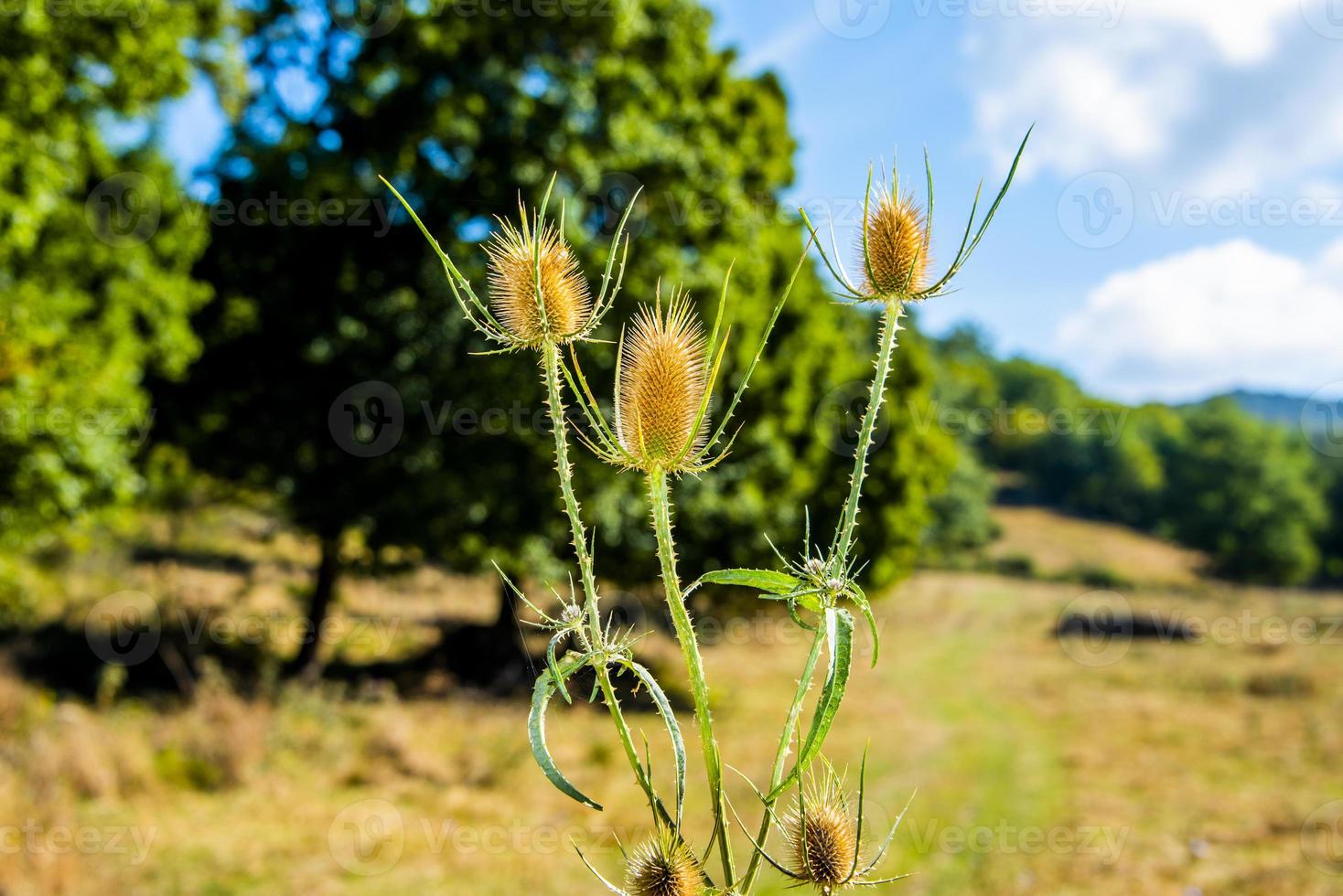 Close up of a dry thistle on blurred background photo