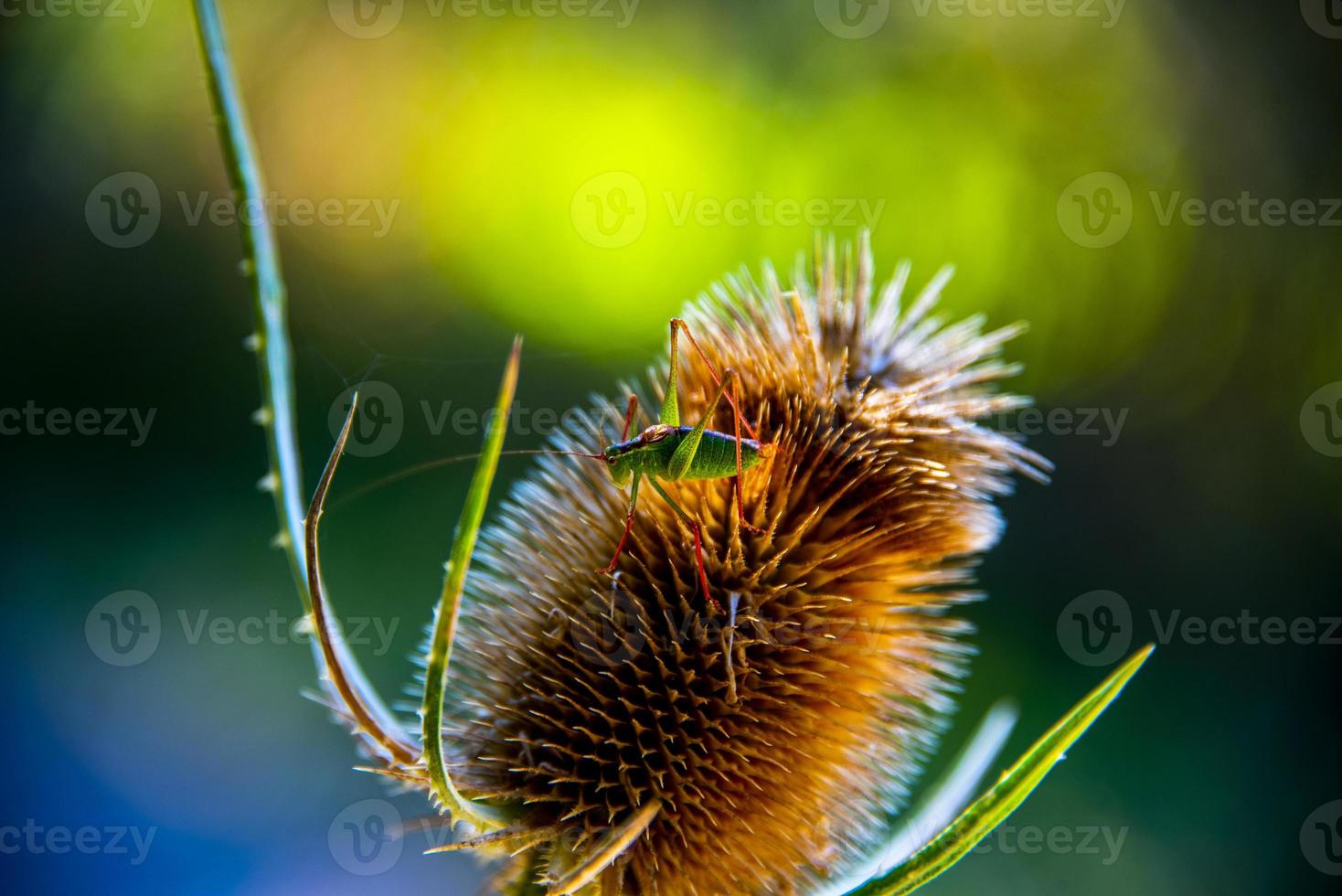 Cerca de cardo con insectos foto