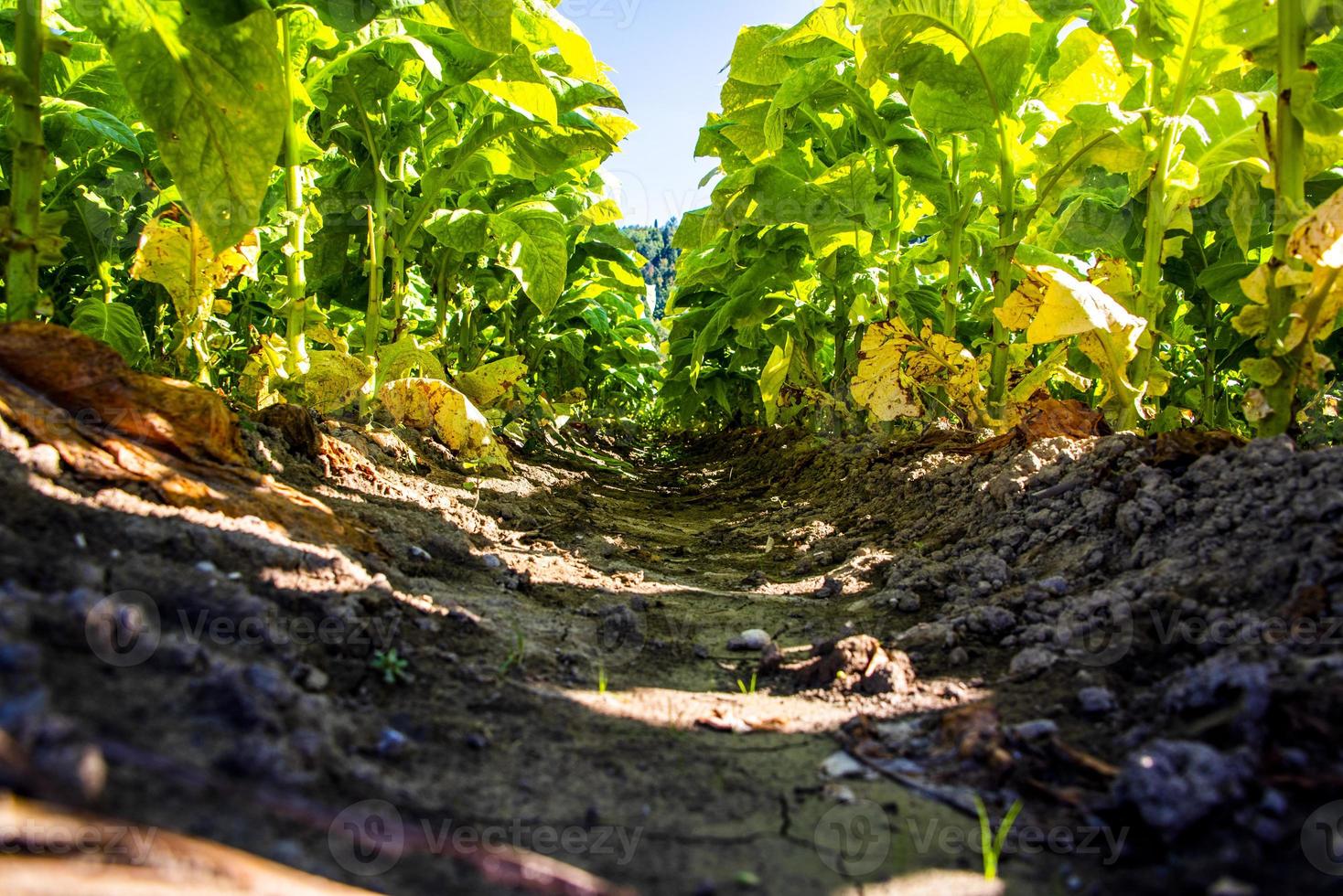 Rows of tobacco plants photo