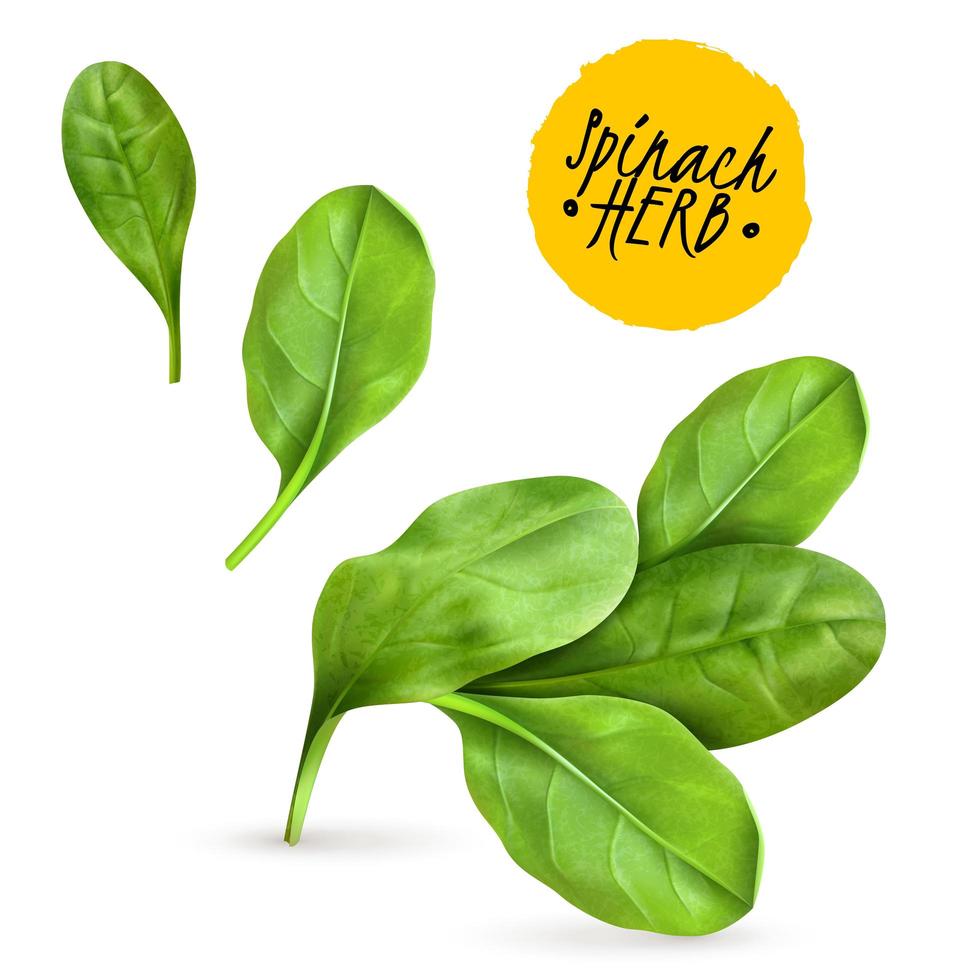 Realistic Herb Spinach Vector Illustration