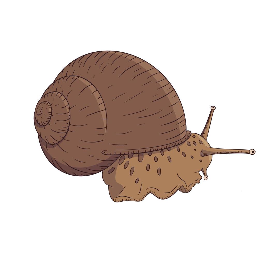 Hand Drawn Brown Garden Snail Linear Vector Illustration in Vintage Style