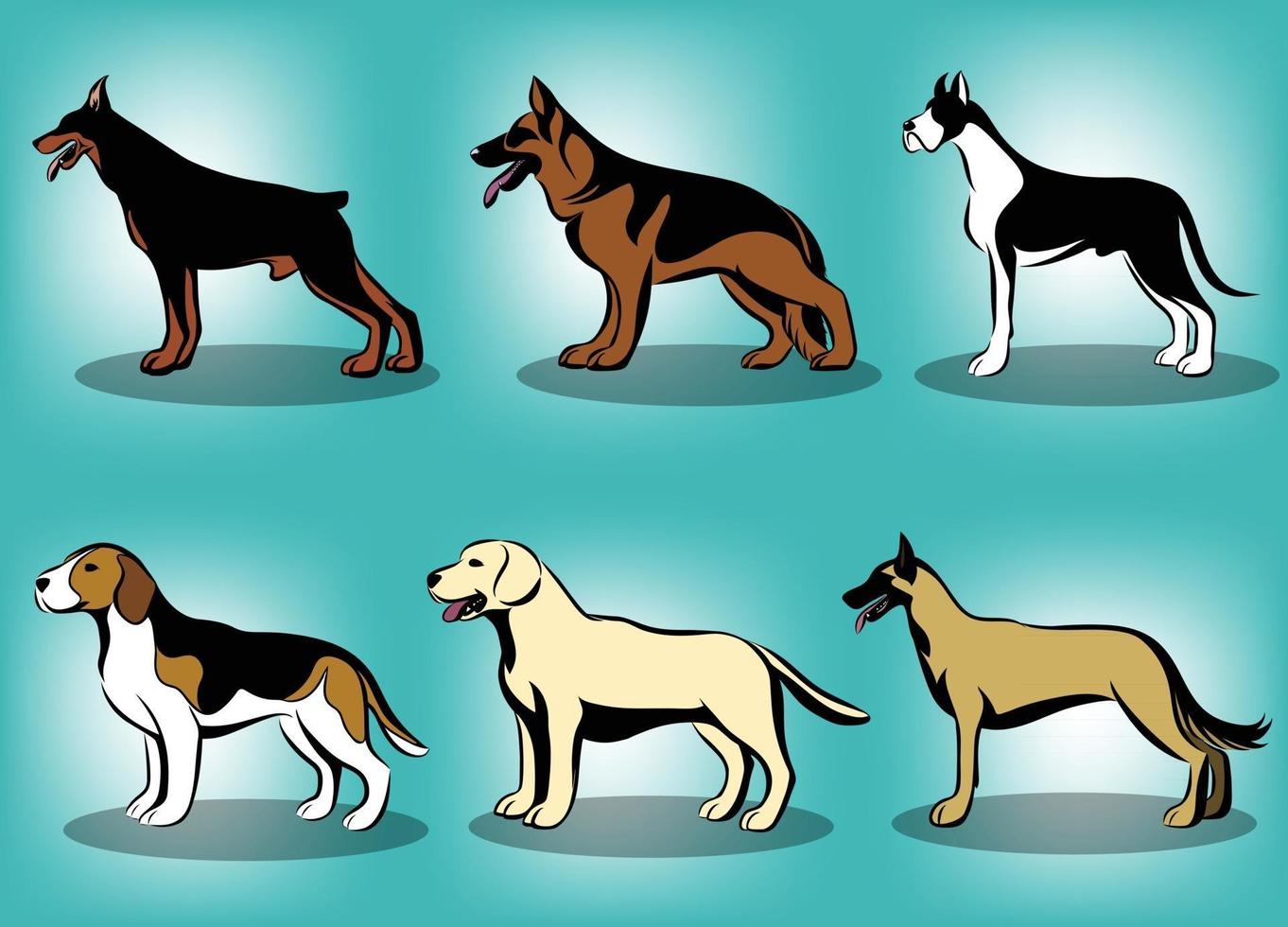 Ilustración de vector de color de varios perros como el pastor alemán gran danés dobermann belga malinois labrador retriever y beagle un conjunto de seis imágenes