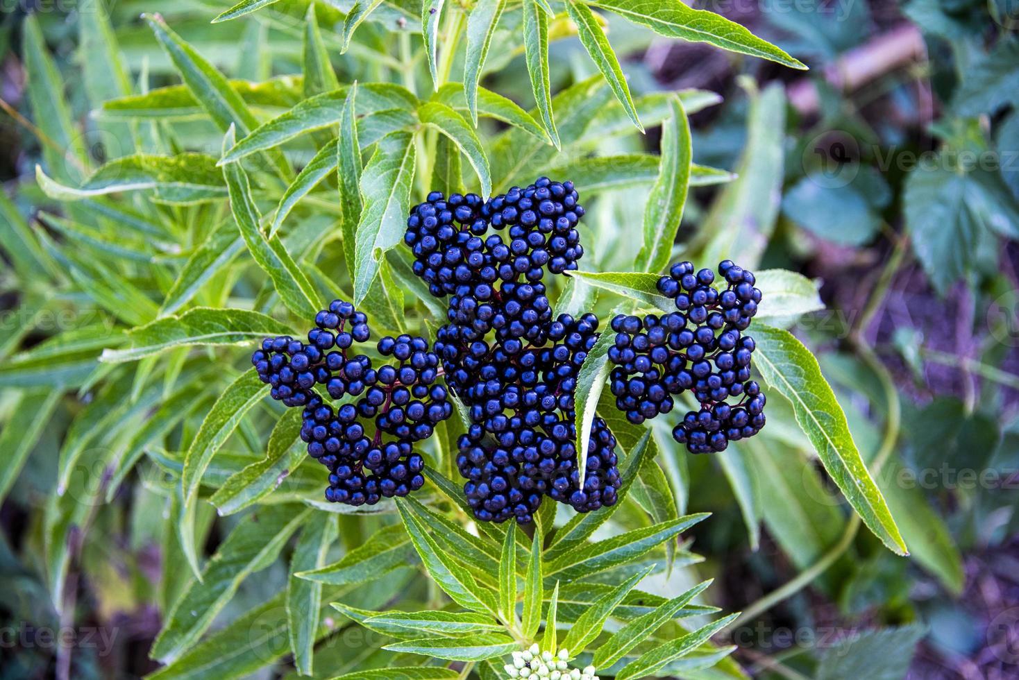 Sambucus Ebulus on the way to Citerna, Italy photo