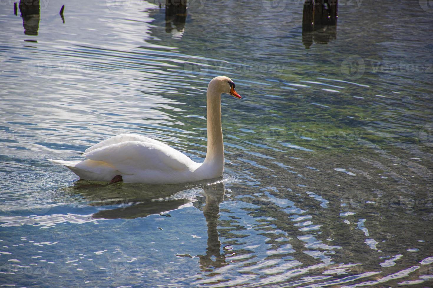 Alpine lake with white swan photo