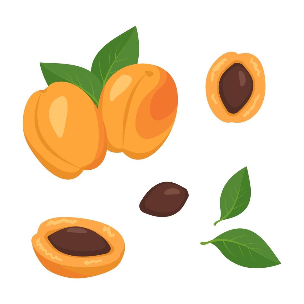 conjunto de iconos de fruta de albaricoque. frutos maduros brillantes, mitades, rodajas con hojas y semillas. alimentos para una dieta saludable, postre, merienda. elementos para el diseño de verano. vector ilustración plana