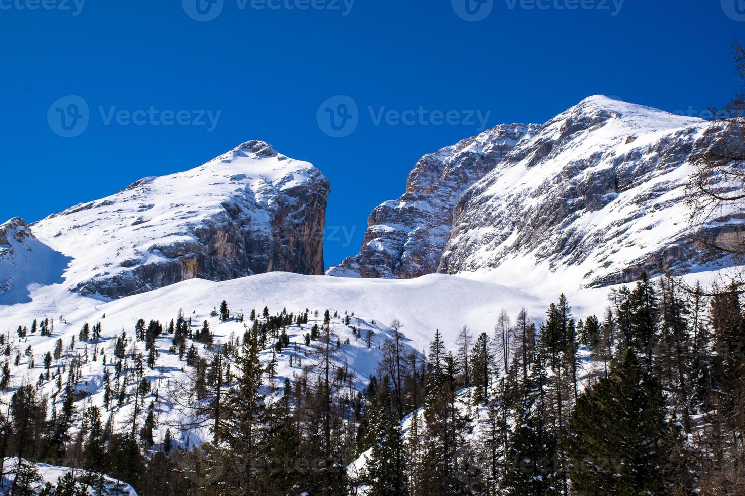 picos nevados y pinos con cielos azules foto