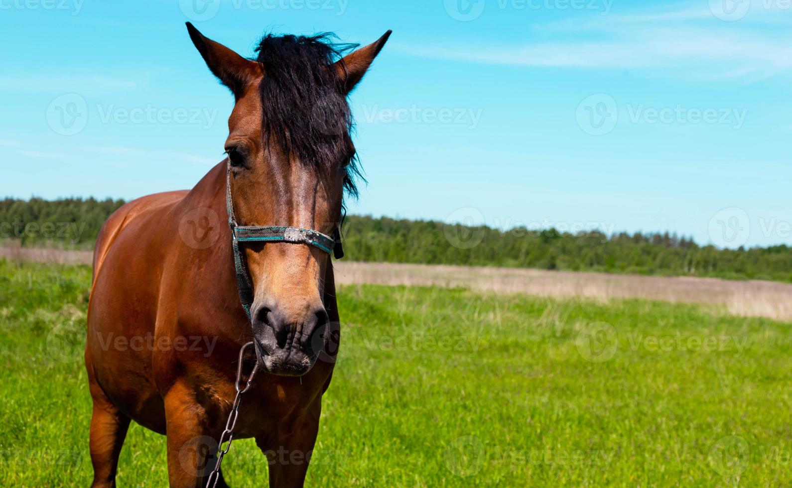 Brown horse portrait at the green grass field in summer photo