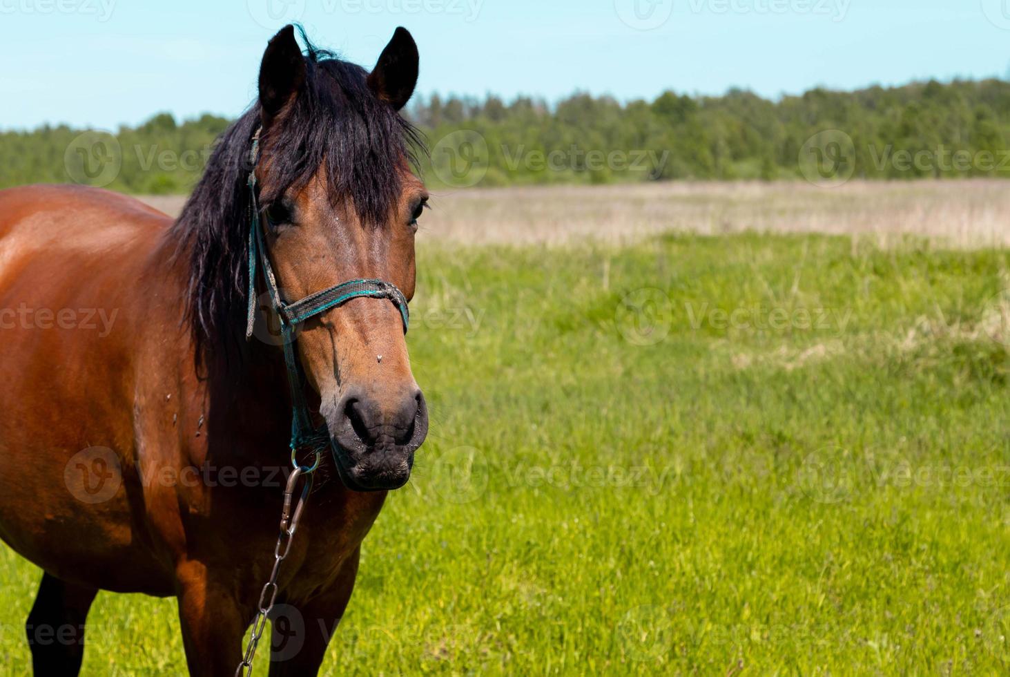 Brown horse portrait at the green grass field in summer photo