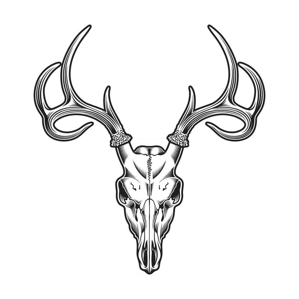 Deer Skull In Black And White vector
