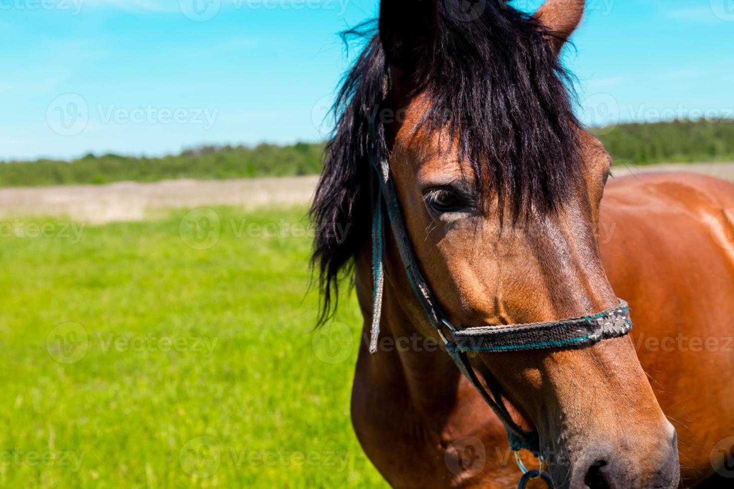 Retrato de caballo marrón en un campo de hierba verde en verano foto