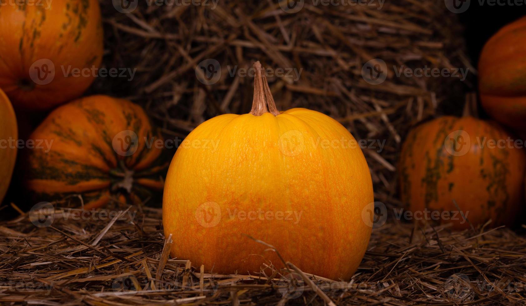 Calabaza fresca naranja grande en heno foto