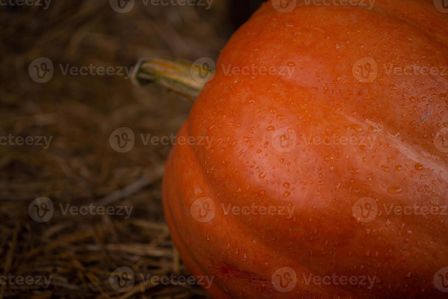 Big orange fresh pumpkin on hay photo