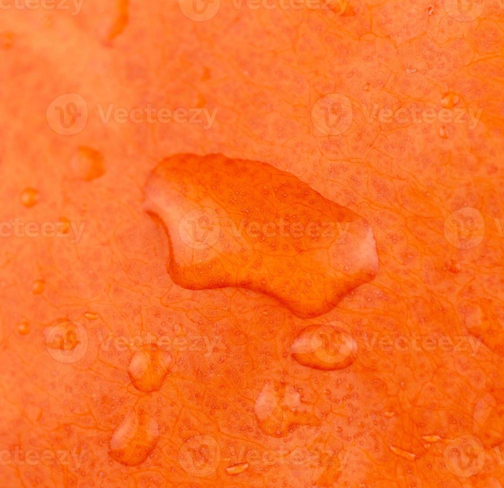 Close-up abstract textured background of a wet orange pumpkin photo