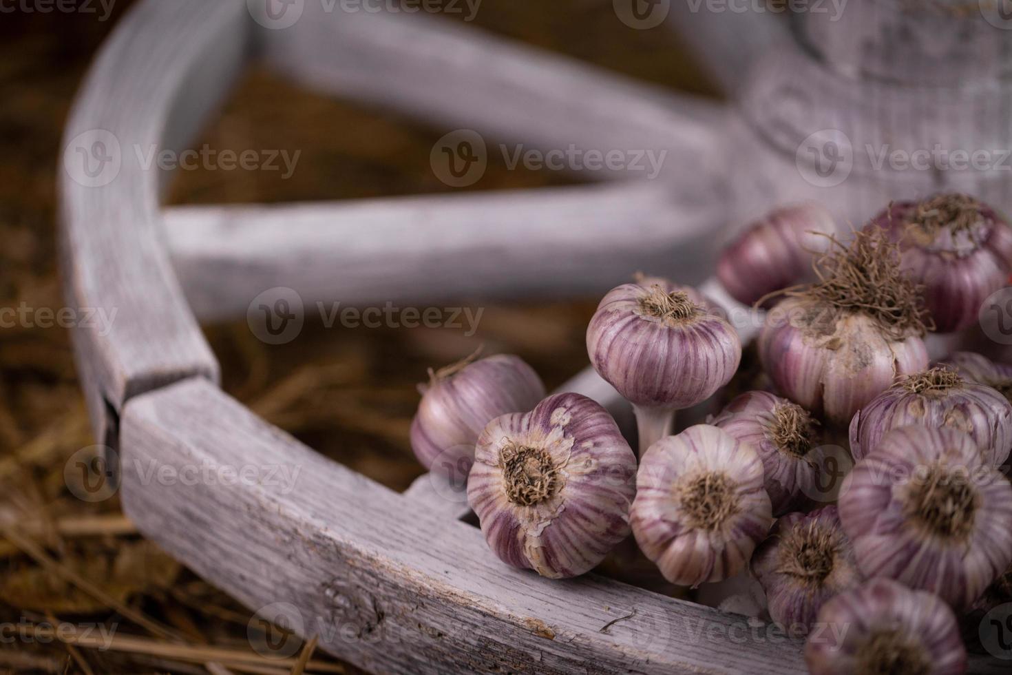 Garlic together in a bunch on hay photo