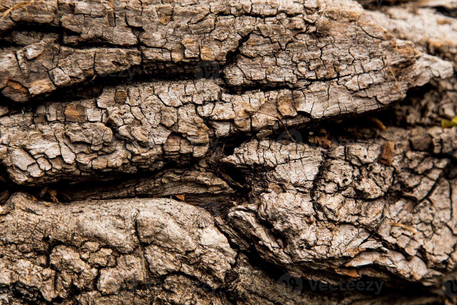Texture background of brown bark of a tree photo