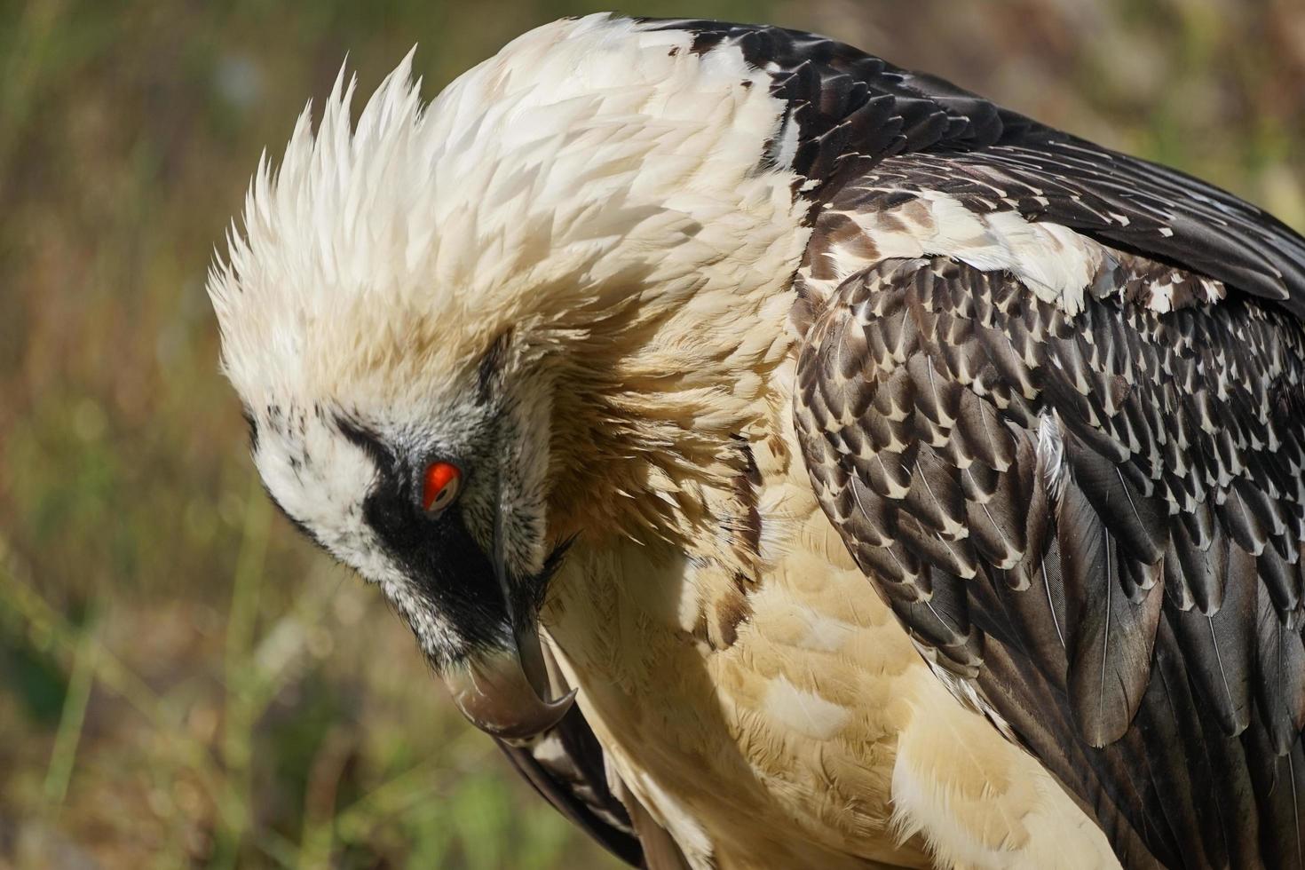 Portrait of a large bird of prey on a green background photo