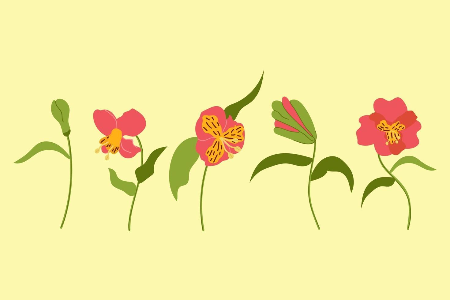 dibujado a mano conjunto de flores alstroemeria elementos suaves y de belleza de diseño plano vector