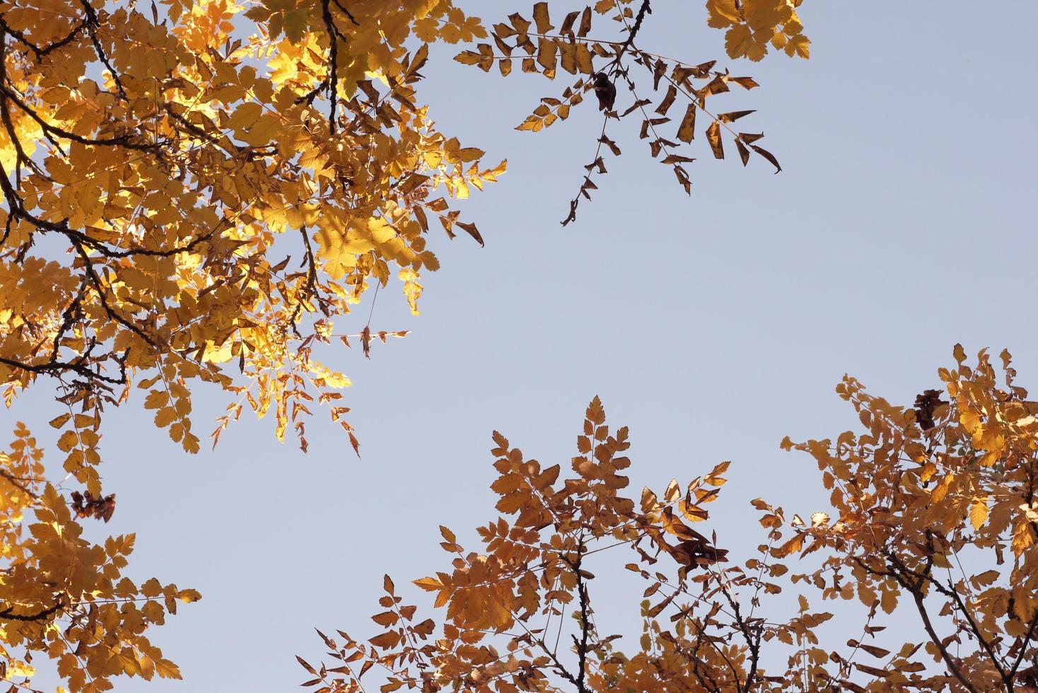 hermoso bosque otoñal con hojas amarillas foto