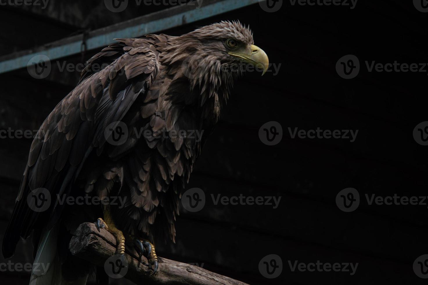 Águila de cola blanca adulta closeup águila ucraniana foto