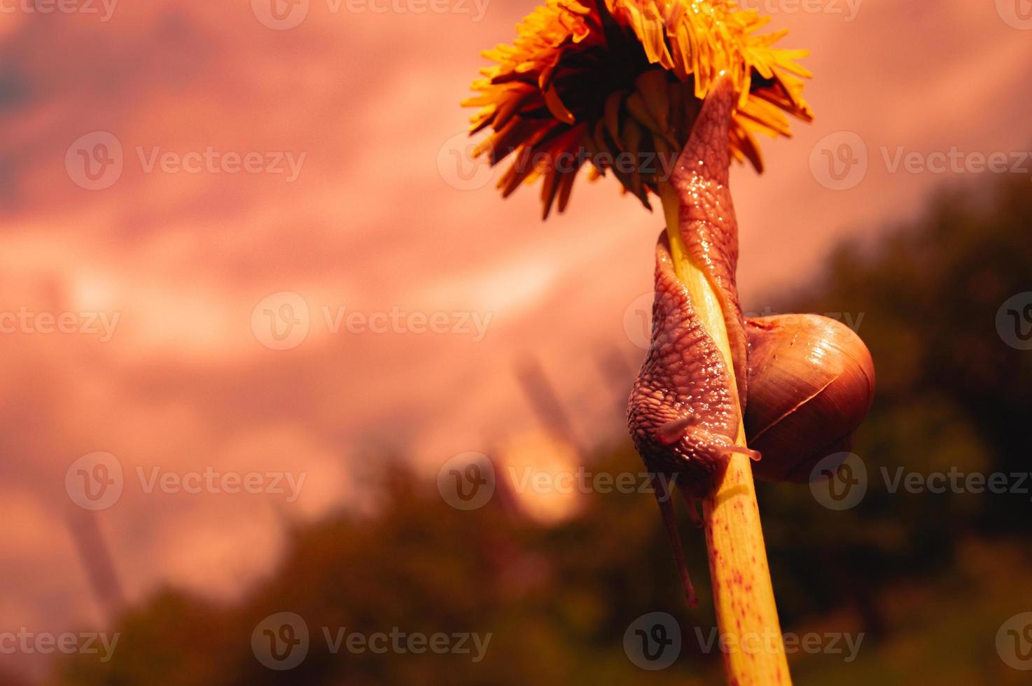 Burgundy snail at sunset in dark red colors and in a natural environment photo