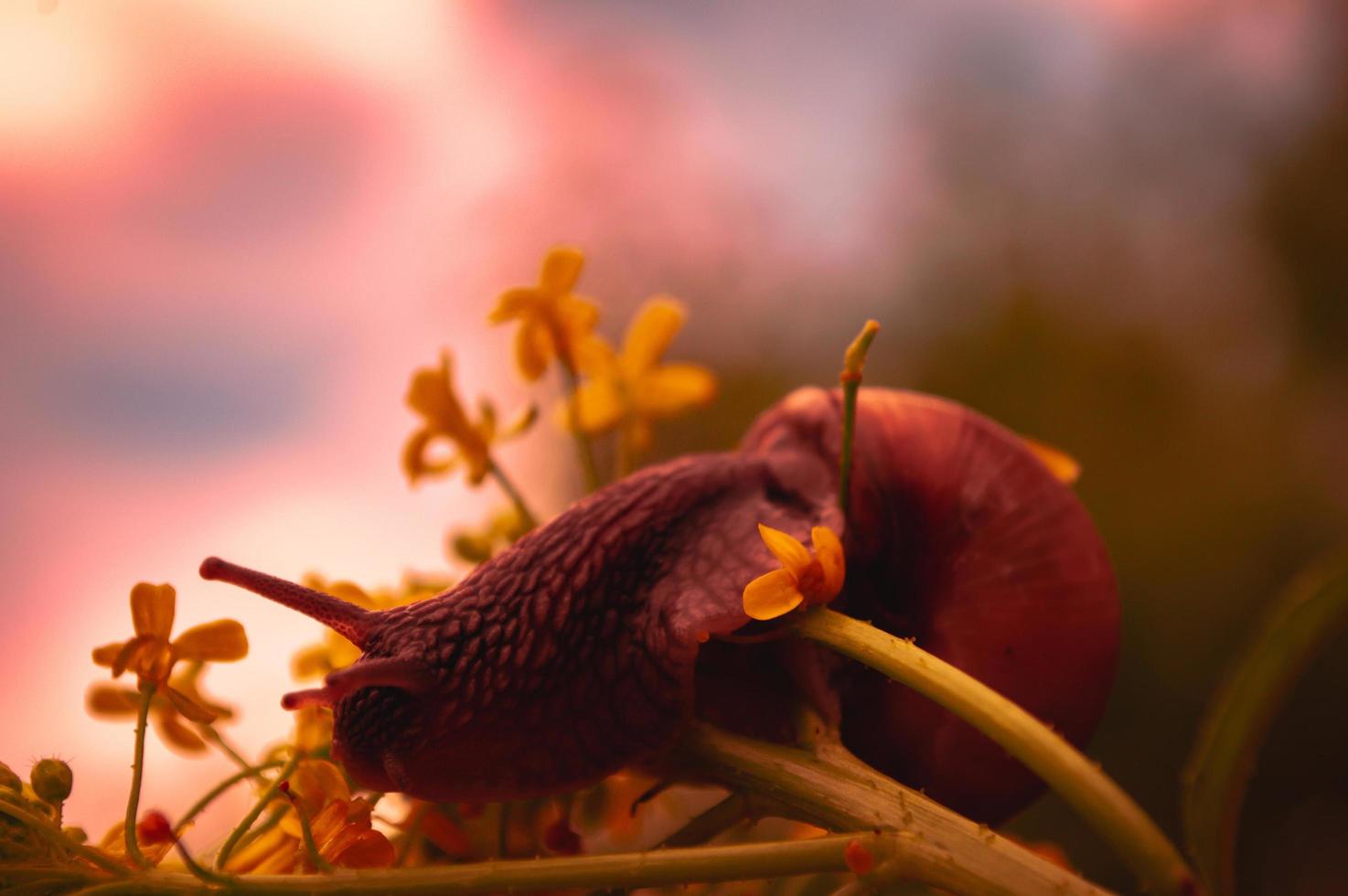 Caracol burdeos al atardecer en colores rojo oscuro y en un entorno natural foto