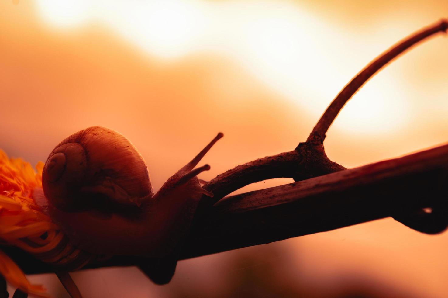 Caracol burdeos al atardecer en colores rojo oscuro y en un entorno natural foto