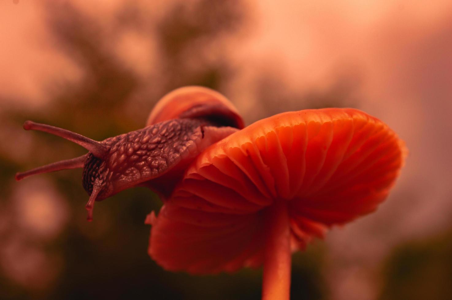 Caracol burdeos al atardecer en colores rojo oscuro y en un entorno natural foto