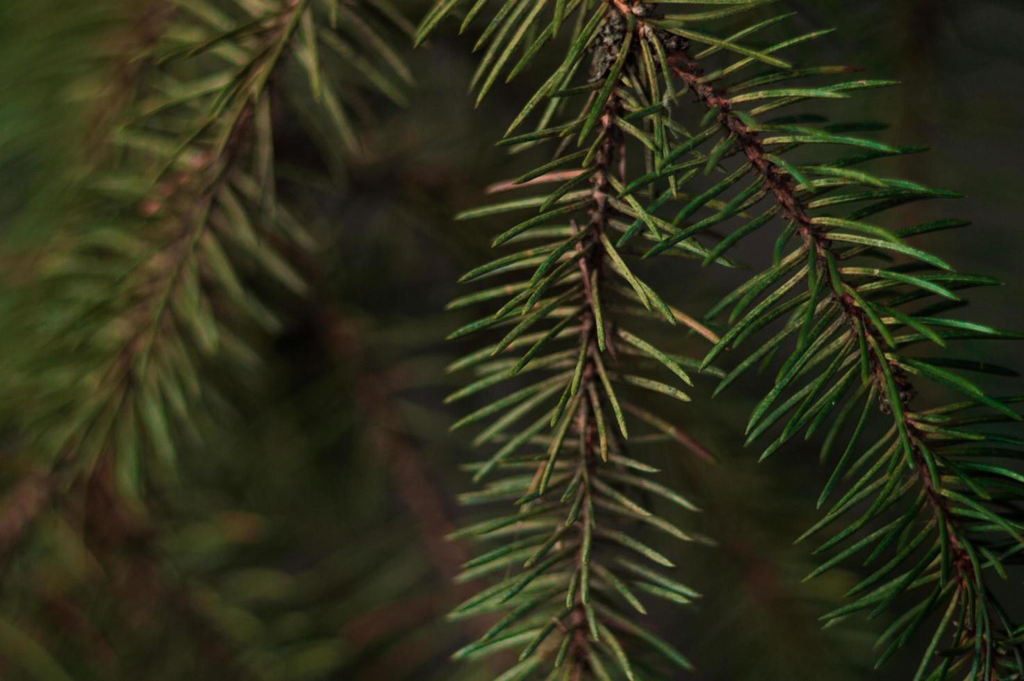 Branch of spruce closeup photo