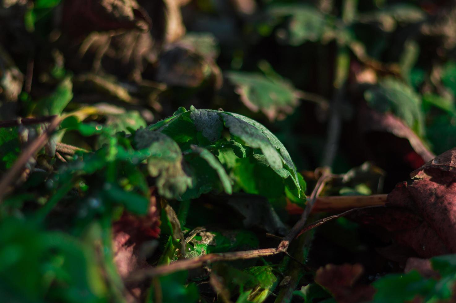 hierba verde fresca en la primavera foto