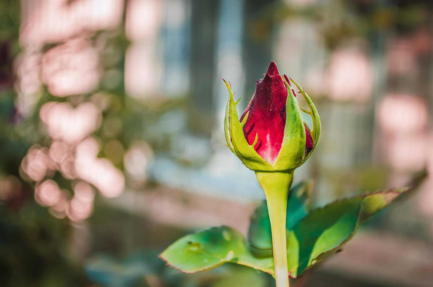 Red rose bud in macro photo