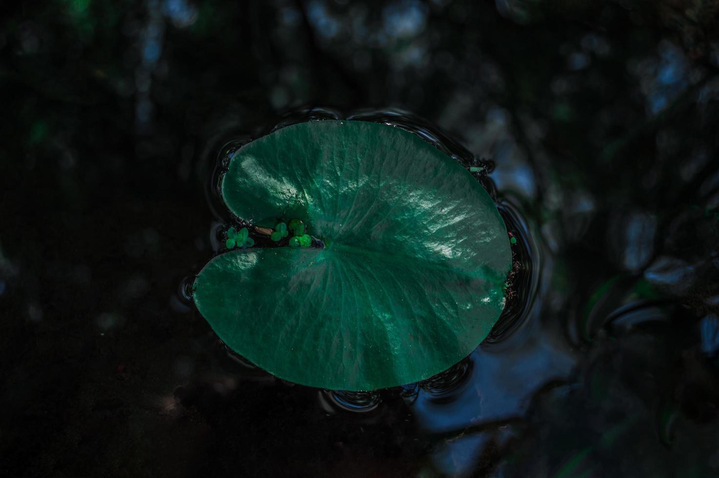 hoja de lirio de agua foto