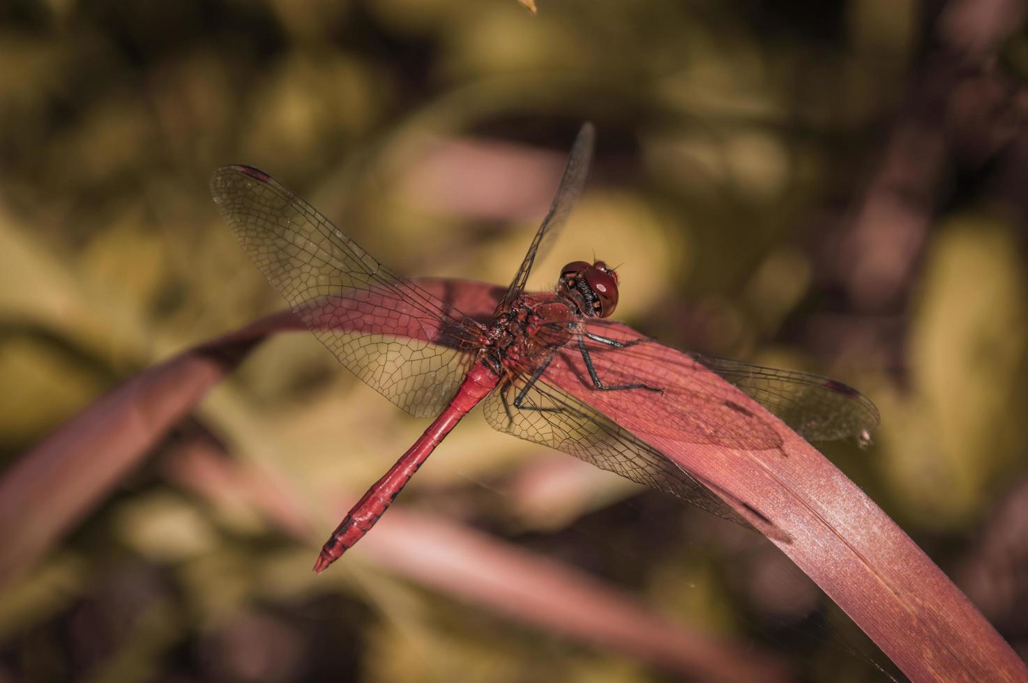 Vista posterior de la libélula roja sobre una hoja roja de hierba foto