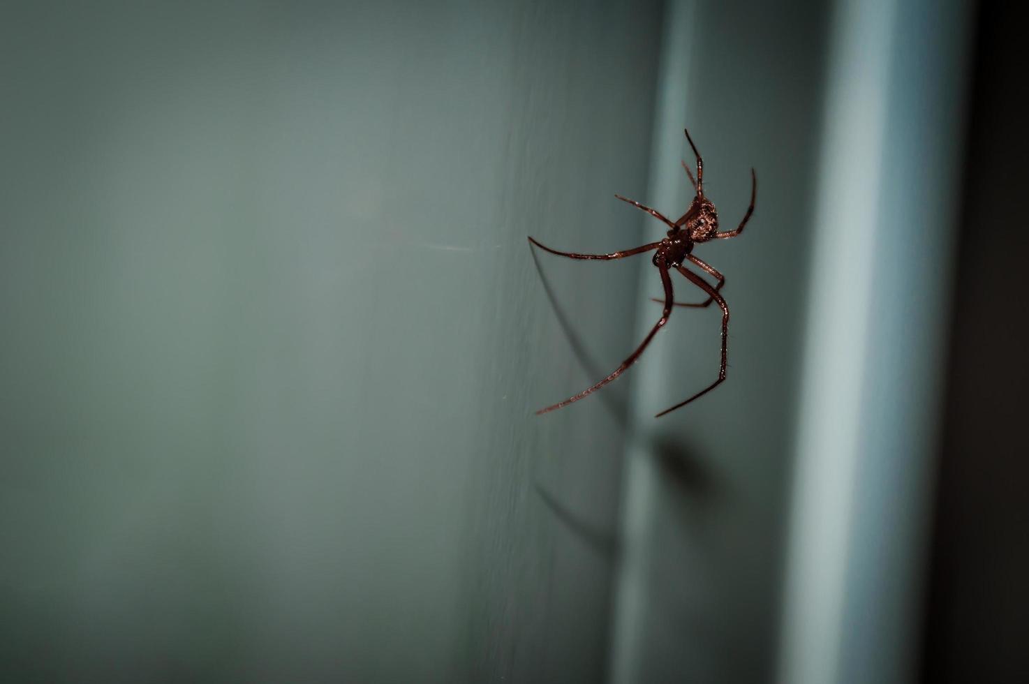 araña roja en la pared blanca foto