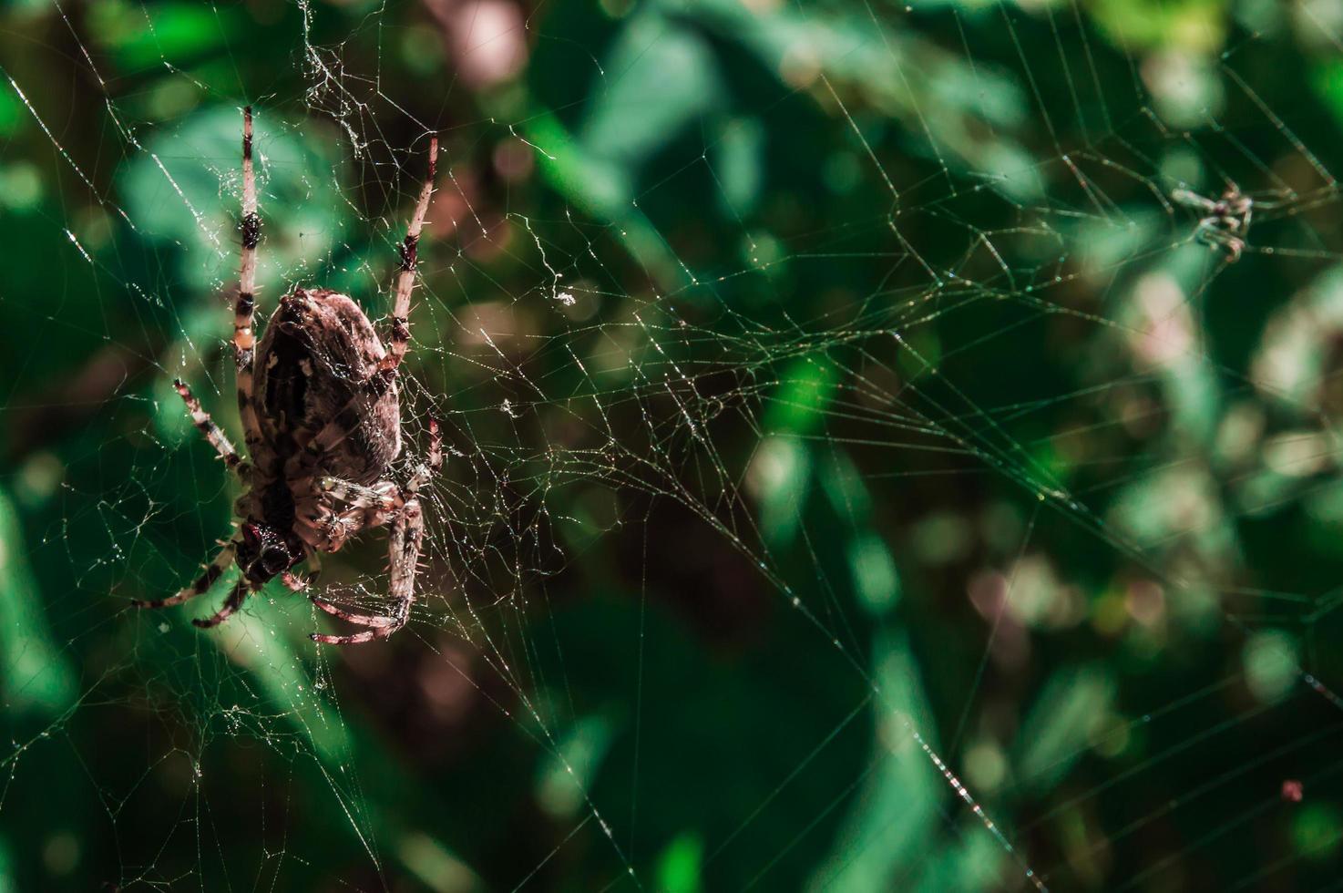 Big cross spider female on web photo