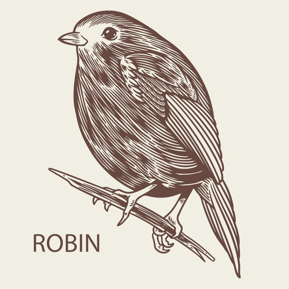 Robin bird animal sketch vintage engraved style element vector