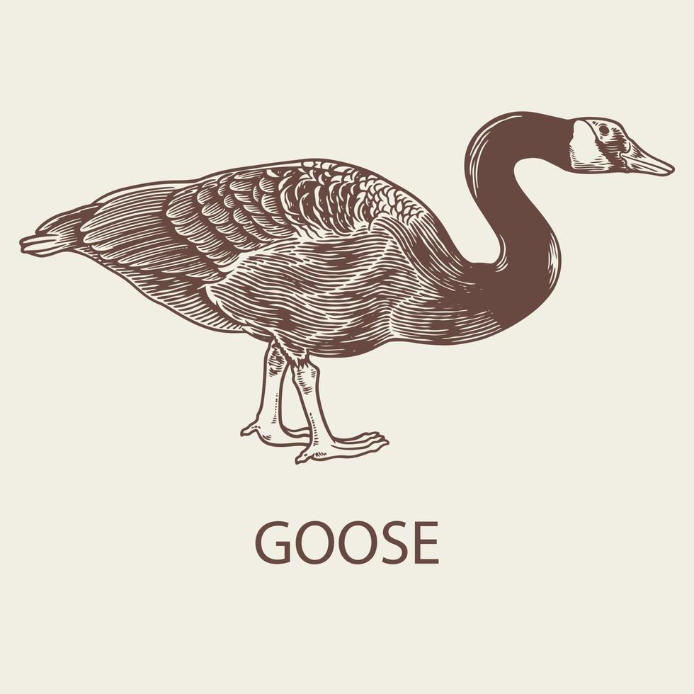 Vector hand drawn illustration of goose in vintage retro engraved style