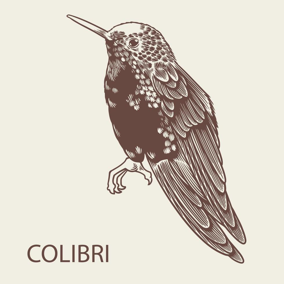 vector dibujado a mano ilustración de pájaro colibri